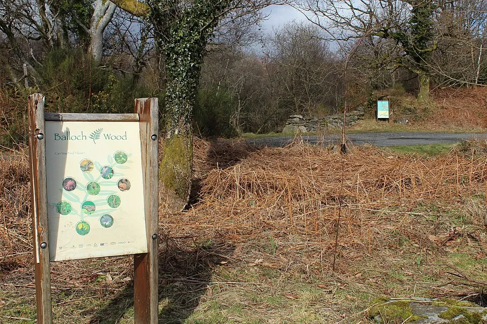 Context photograph: Information Boards about Balloch Wood - geograph.org.uk - 4376870; timber context, not an identified product or supplier on this page.