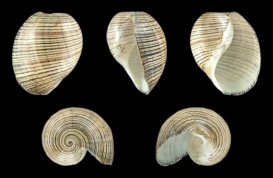 Context photograph: Hydatina physis 01; paper context, not an identified product or supplier on this page.